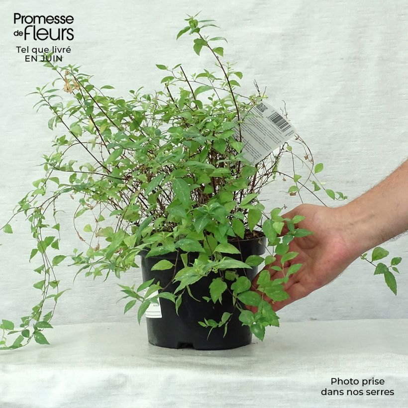 Exemplar von Sommerspiere Firelight - Spiraea japonica Topf mit 3L/4L wie im Sommer geliefert