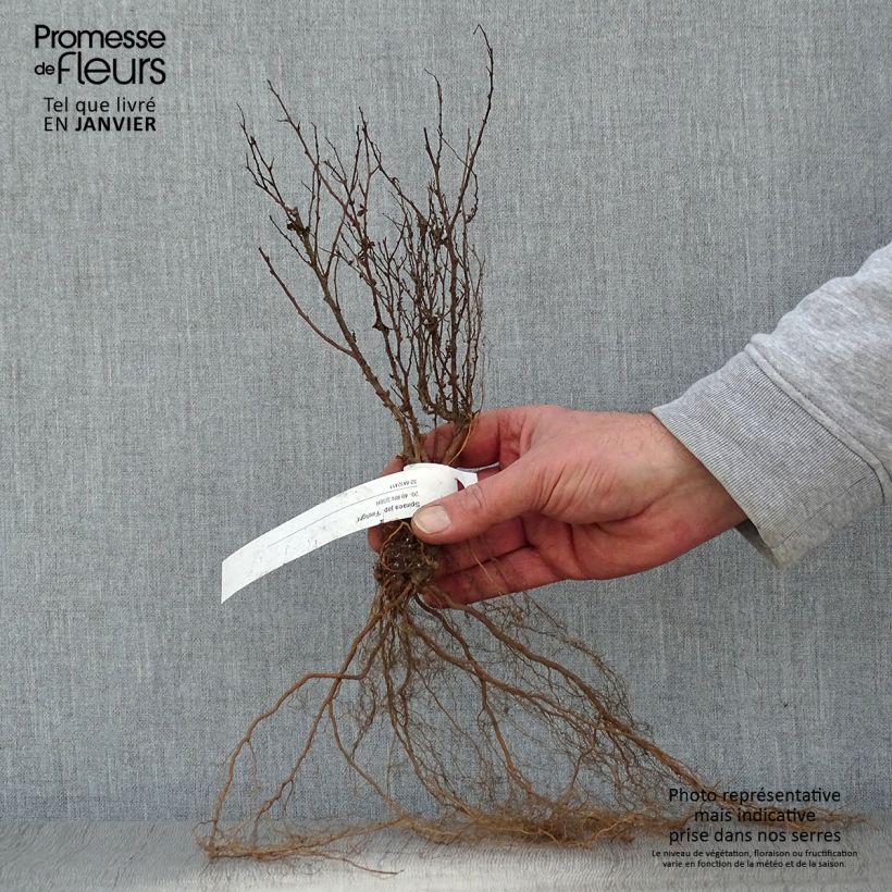 Exemplar von Sommerspiere Firelight - Spiraea japonica Wurzelnackt wie im Winter geliefert