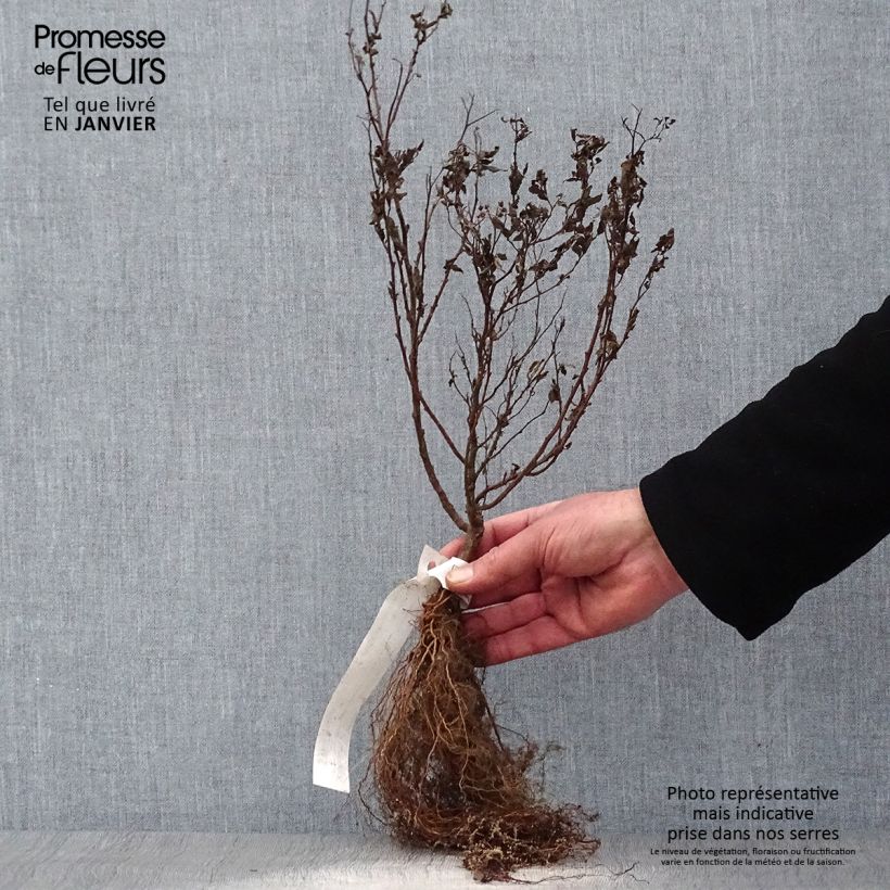 Exemplar von Sommerspiere Goldflame - Spiraea japonica Wurzelnackt wie im Winter geliefert