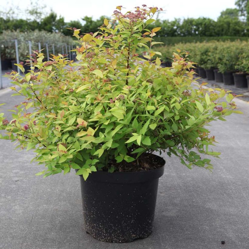 Sommerspiere Goldmound - Spiraea japonica (Wuchs)