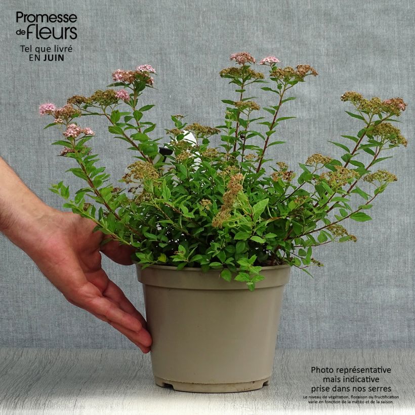 Exemplar von Sommerspiere Little Princess - Spiraea japonica Topf mit 2L/3L wie im Sommer geliefert