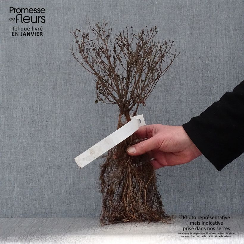 Exemplar von Sommerspiere Little Princess - Spiraea japonica Wurzelnackt wie im Winter geliefert