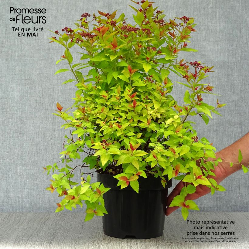 Example of Sommerspiere Magic Carpet - Spiraea japonica Topf mit 2L/3L as you get in printemps