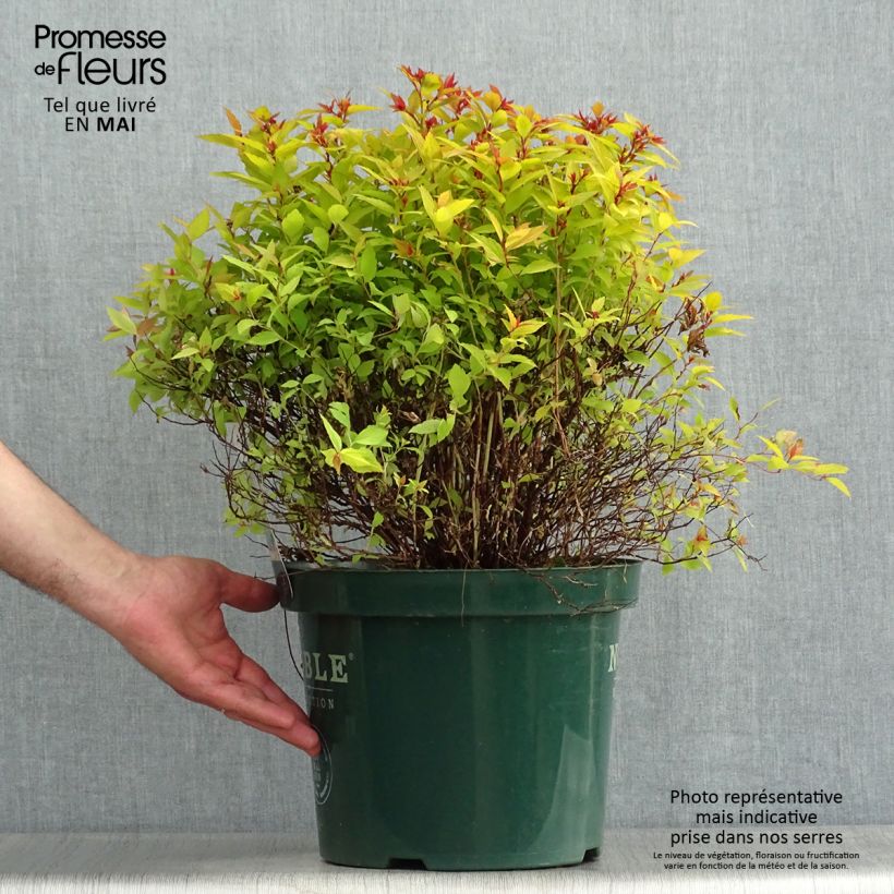 Example of Sommerspiere Magic Carpet - Spiraea japonica Topf mit 4L/5L as you get in printemps