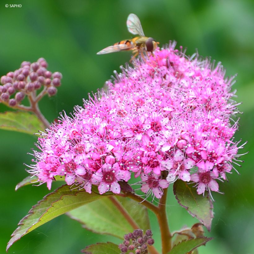 Sommerspiere Merlo Green - Spiraea japonica (Blüte)