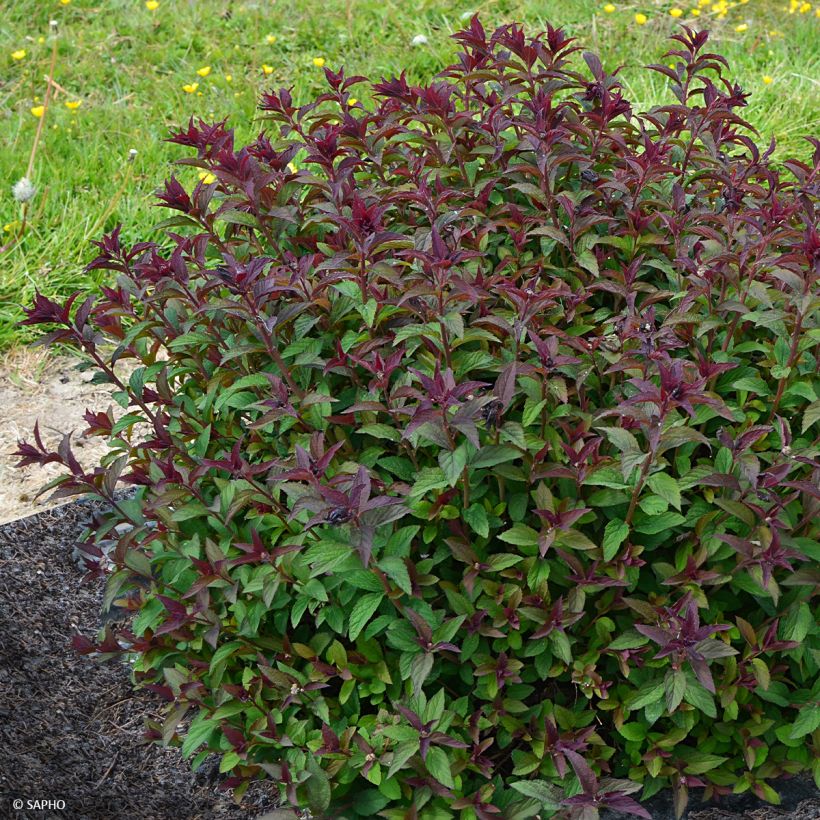 Sommerspiere Merlo Green - Spiraea japonica (Wuchs)