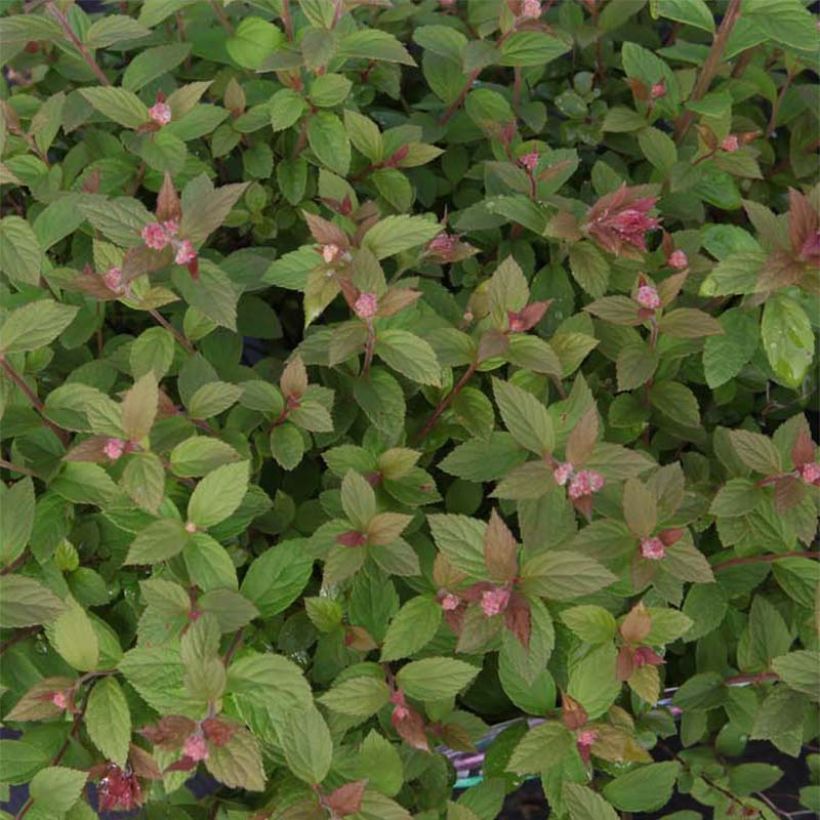 Sommerspiere Nana - Spiraea japonica (Foliage)