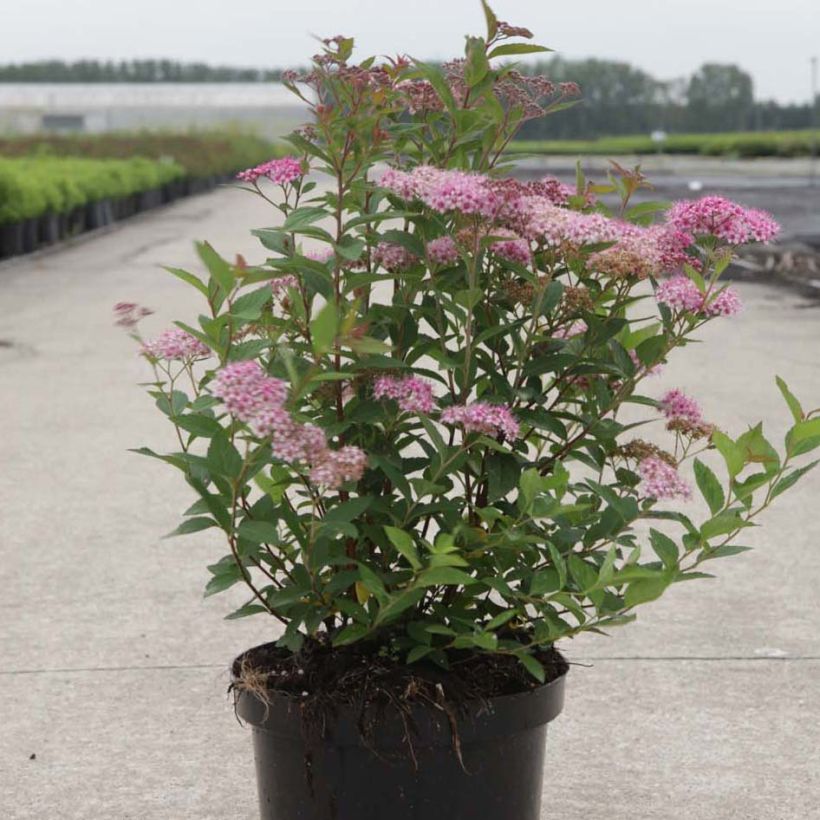 Sommerspiere Nana - Spiraea japonica (Plant habit)