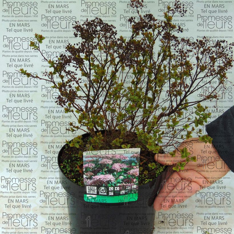 Example of Sommerspiere Nana - Spiraea japonica Topf mit 3L/4L as you get