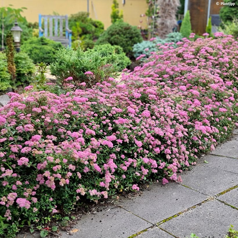 Sommerspiere Odessa - Spiraea japonica (Wuchs)