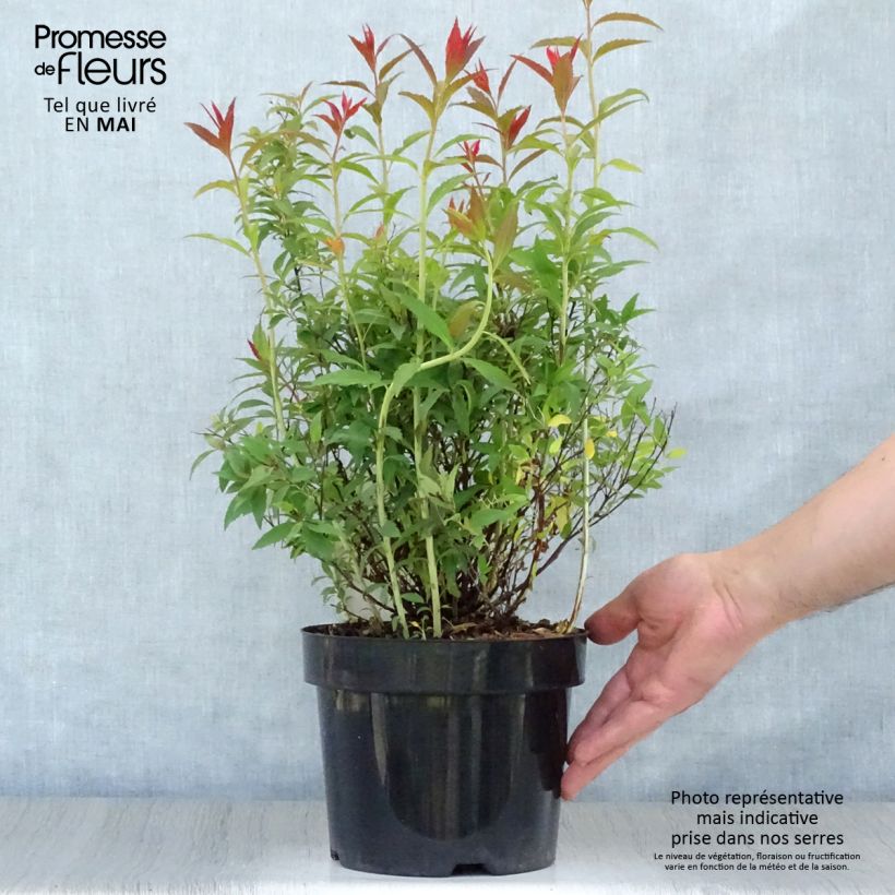 Example of Sommerspiere Shirobana Genpei - Spiraea japonica Topf mit 2L/3L as you get in printemps