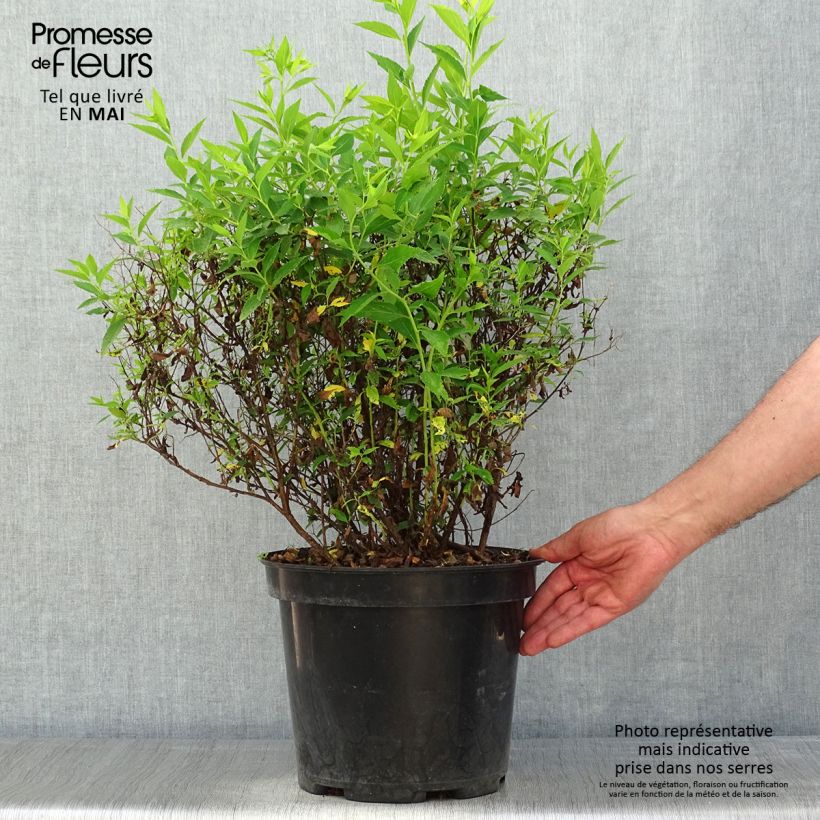 Example of Sommerspiere Shirobana Genpei - Spiraea japonica Topf mit 7,5L/10L as you get in printemps