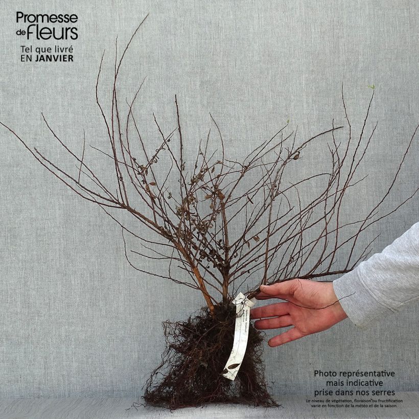 Exemplar von Japanische Strauchspiere Snowmound - Spiraea nipponica Wurzelnackt wie im Winter geliefert