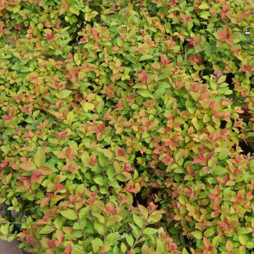 Sommerspiere Sparkling Champagne - Spiraea japonica (Foliage)