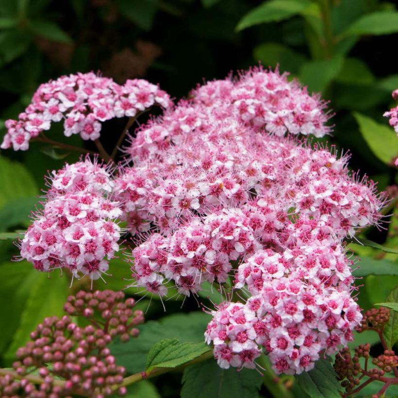 Sommerspiere Sparkling Champagne - Spiraea japonica (Flowering)