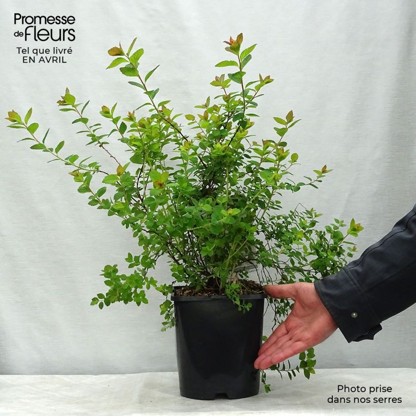 Example of Sommerspiere Sparkling Champagne - Spiraea japonica Topf mit 3L/4L as you get in printemps