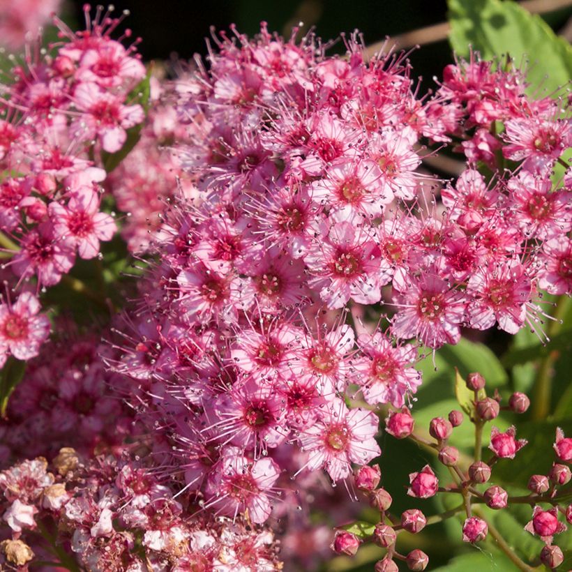 Sommerspiere Froebelii - Spiraea japonica (Flowering)