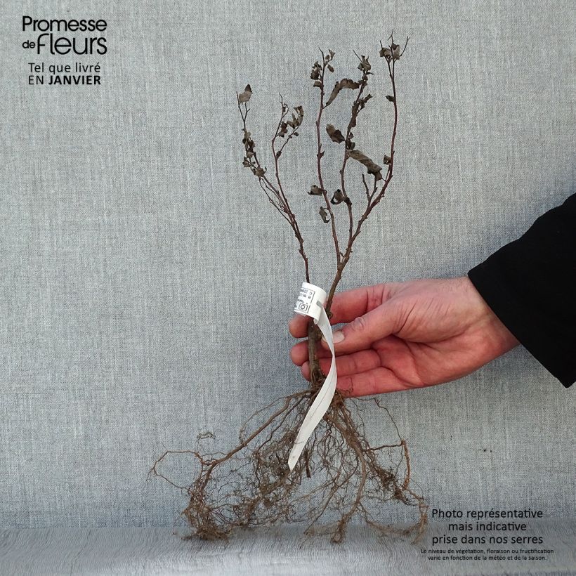 Example of Sommerspiere Froebelii - Spiraea japonica Wurzelnackt, Strauch as you get in hiver