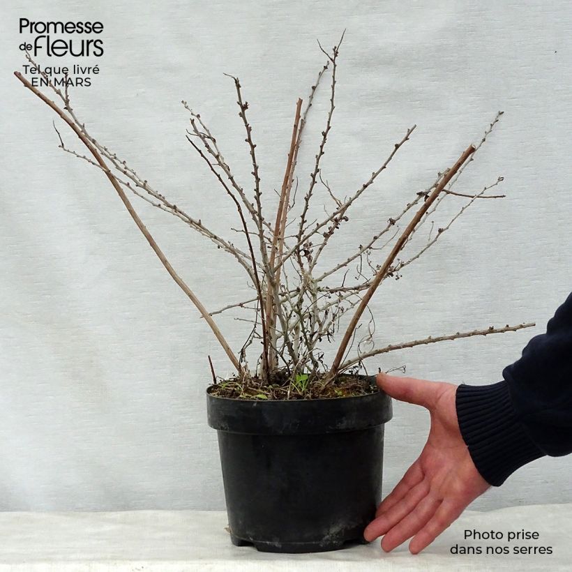 Example of Japanische Strauchspiere White Carpet - Spiraea nipponica Topf mit 3L/4L as you get in printemps