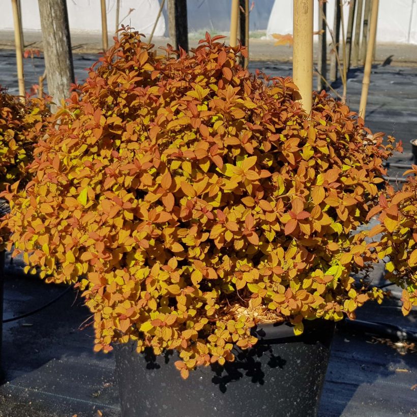 Sommerspiere Zen'Spirit Caramel - Spiraea japonica (Wuchs)