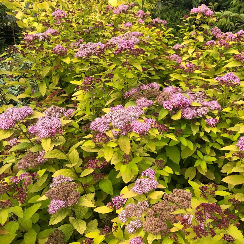 Sommerspiere Double Play Big Bang Tracy - Spiraea japonica (Wuchs)