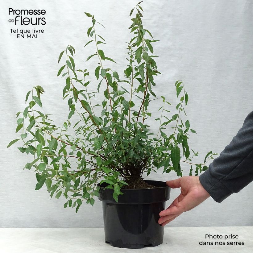 Example of Rote Sommerspiere Anthony Waterer - Spiraea japonica Topf mit 4L/5L as you get in printemps