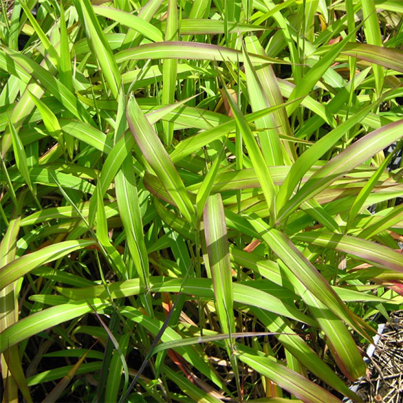 Spodiopogon sibiricus West Lake - Graubartgras (Foliage)