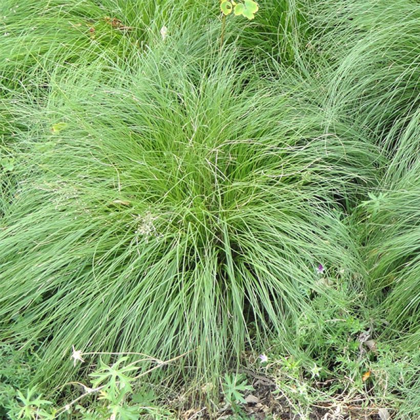 Sporobolus heterolepis - Tautropfengras (Foliage)