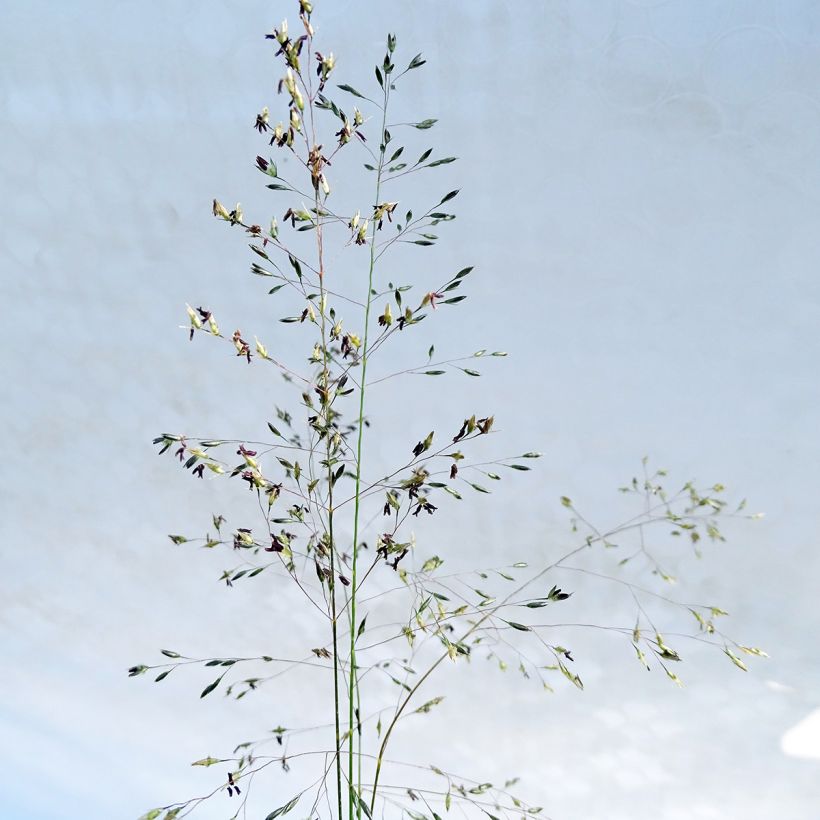 Sporobolus heterolepis - Tautropfengras (Flowering)