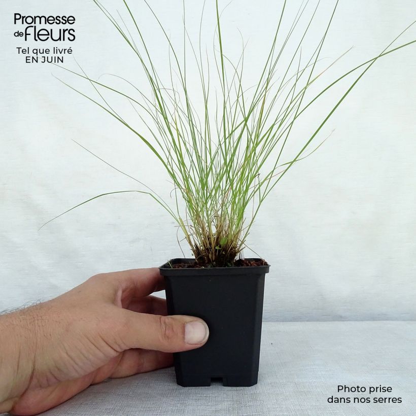 Exemplar von Sporobolus heterolepis Wisconsin Strain - Tautropfengras Kleine Töpfe von 8/9 cm wie im Sommer geliefert