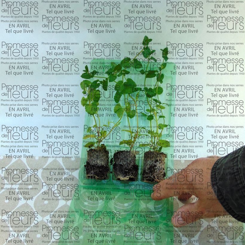 Example of Ziest Lilac Falls - Stachys Mini-Plug Ø 3/4 cm as you get