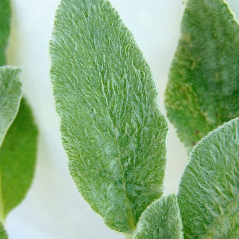 Woll-Ziest - Stachys byzantina (Laub)