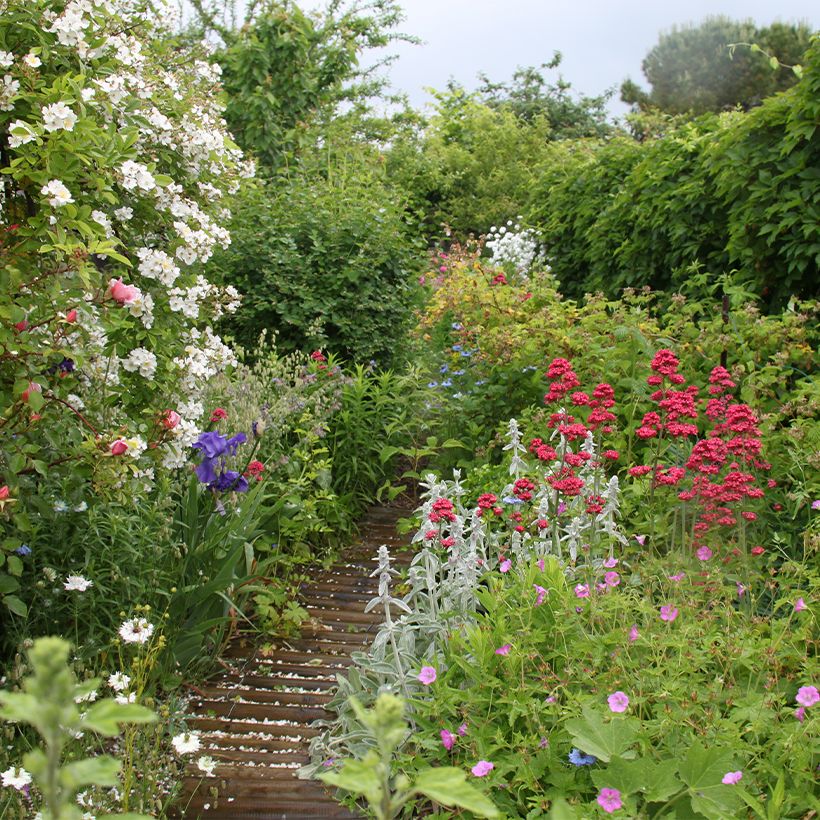 Woll-Ziest - Stachys byzantina (Wuchs)