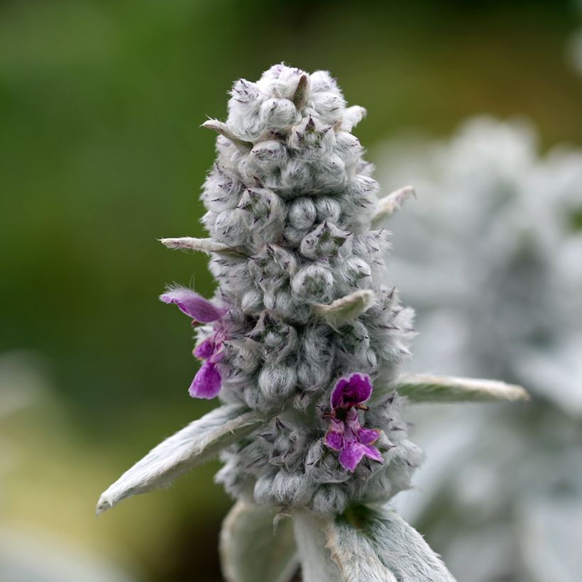 Woll-Ziest Silver Carpet - Stachys byzantina (Flowering)