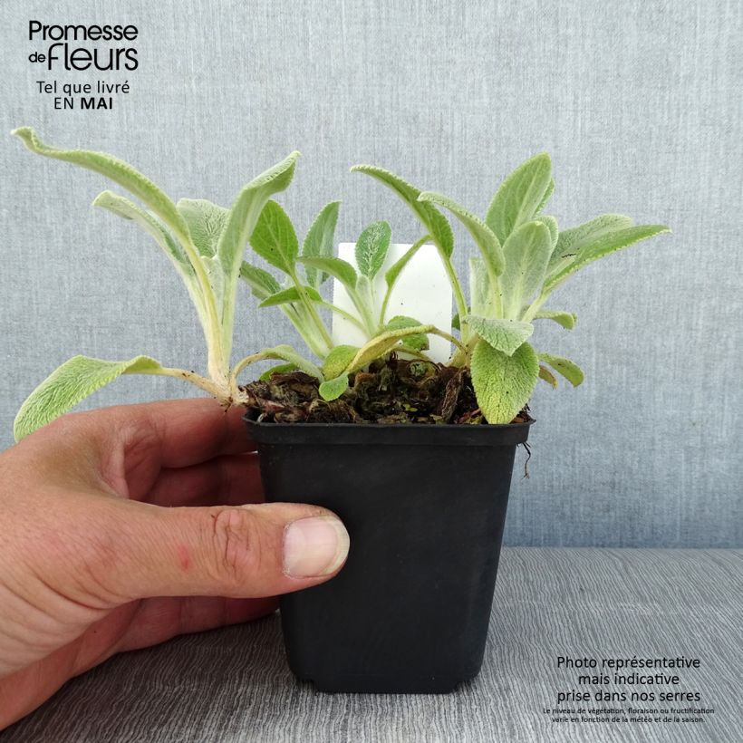 Example of Woll-Ziest Silver Carpet - Stachys byzantina Kleine Töpfe von 8/9 cm as you get in printemps