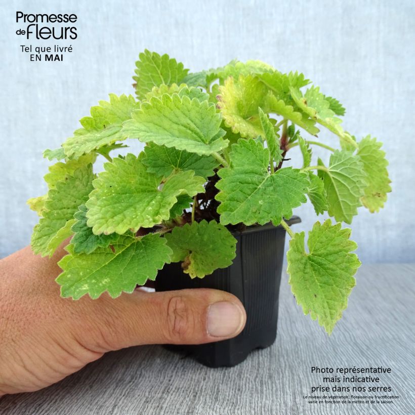 Example of Großblütige Betonie Superba - Stachys grandiflora Kleine Töpfe von 8/9 cm as you get in printemps