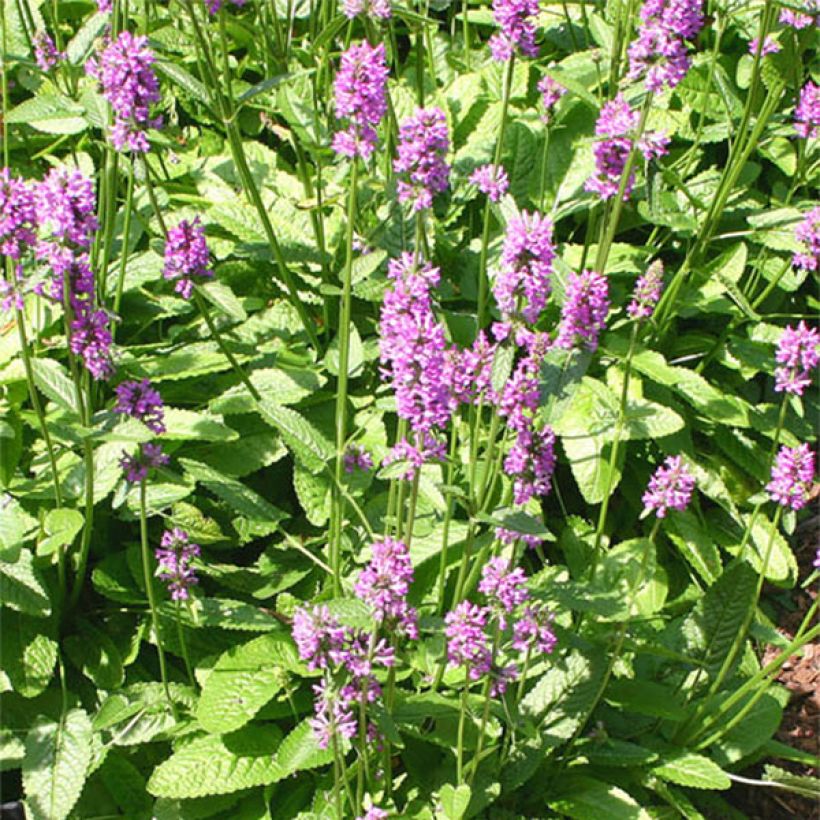 Heil-Ziest Hummelo - Stachys monieri (Flowering)
