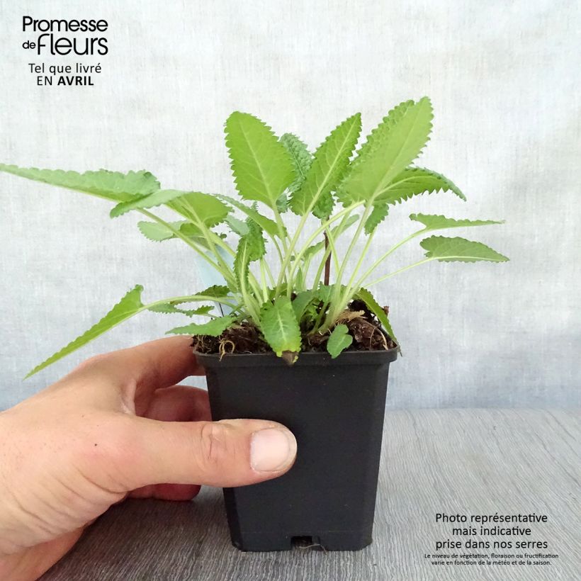 Example of Heil-Ziest Hummelo - Stachys monieri Kleine Töpfe von 8/9 cm as you get in printemps