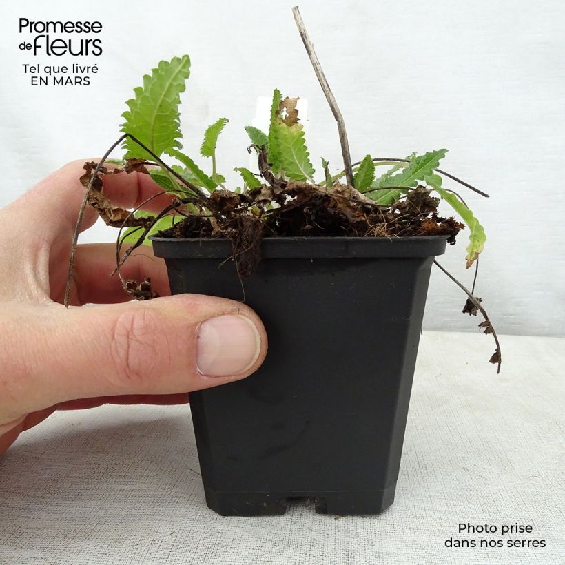 Example of Heil-Ziest Rosea - Stachys monieri Kleine Töpfe von 8/9 cm as you get in printemps