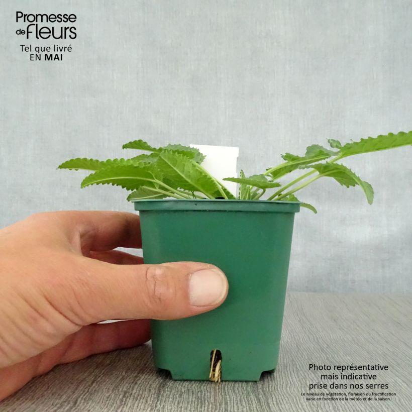 Exemplar von Echte Betonie Alba - Stachys officinalis Kleine Töpfe von 8/9 cm wie im Frühjahr geliefert