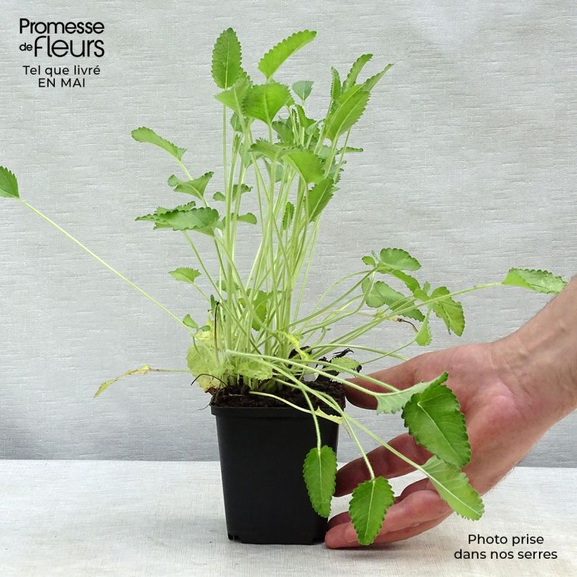 Exemplar von Echte Betonie Pink Cotton Candy - Stachys officinalis Kleine Töpfe von 8/9 cm wie im Frühjahr geliefert