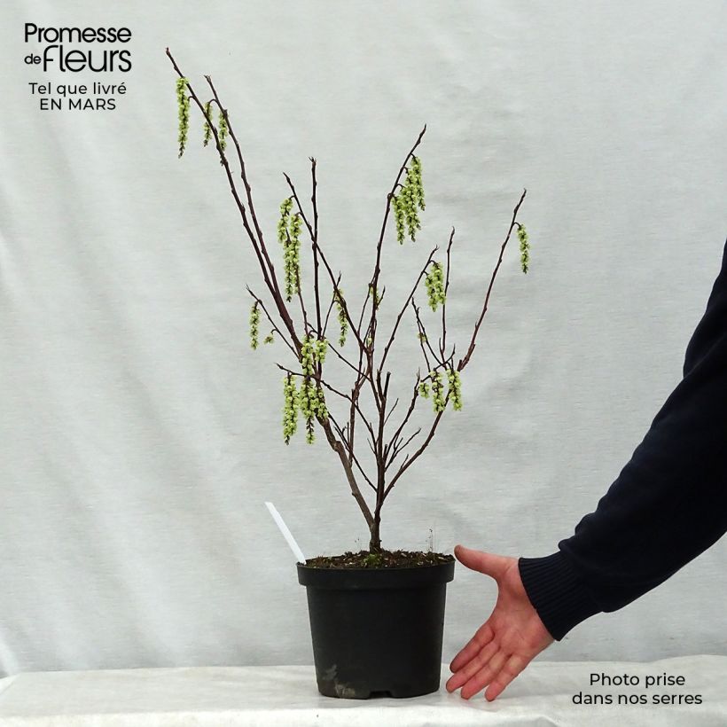 Example of Stachyurus chinensis Celina - Perlschweif Topf mit 3L/4L as you get in printemps
