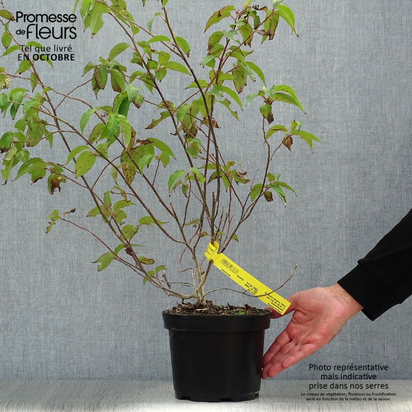 Exemplar von Stachyurus chinensis Celina - Perlschweif Topf mit 3L/4L wie im Herbst geliefert