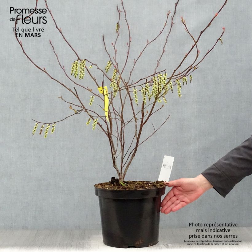 Example of Stachyurus chinensis Celina - Perlschweif Topf mit 7,5L/10L as you get in printemps