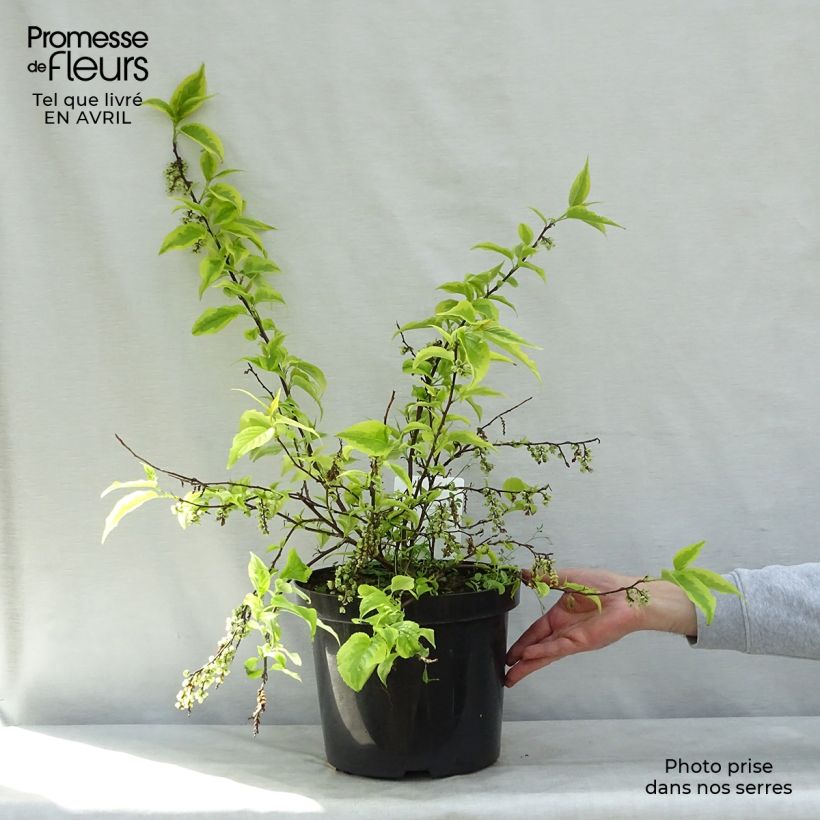 Example of Stachyurus chinensis Joy Forever - Perlschweif Topf mit 7,5L/10L as you get in printemps