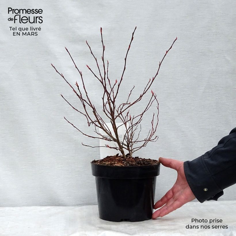 Example of Stachyurus chinensis Joy Forever - Perlschweif Topf mit 2L/3L as you get in printemps