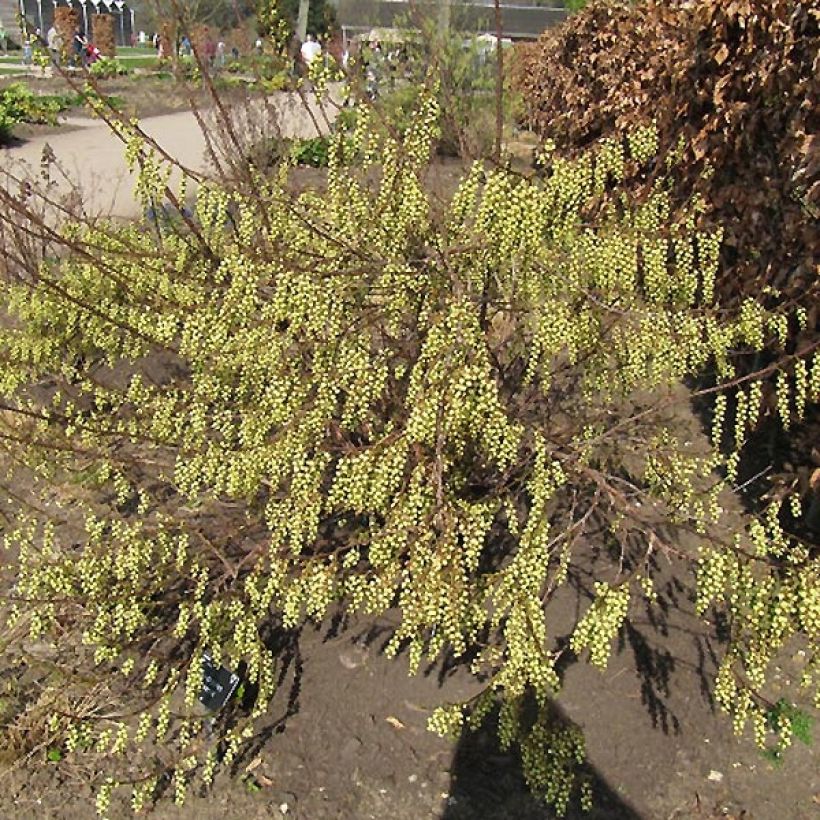 Stachyurus praecox - Japanischer Perlschweif (Wuchs)