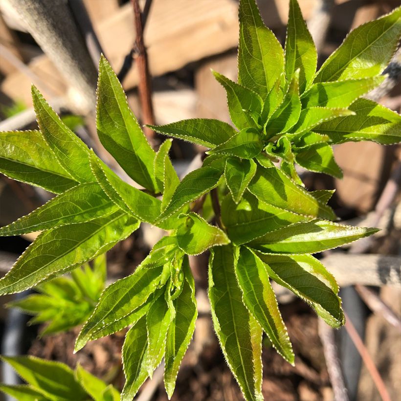 Staphylea colchica Black Jack - Pimpernuss (Laub)