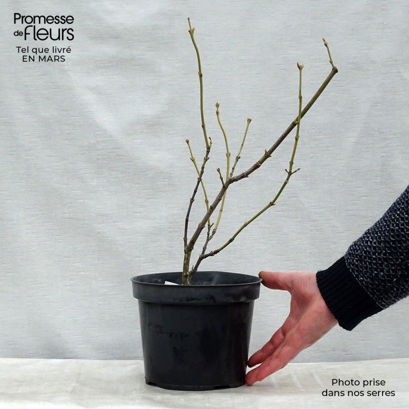 Exemplar von Pimpernuss - Staphylea pinnata Plug "Fertig-zum-Pflanzen" wie im Winter geliefert