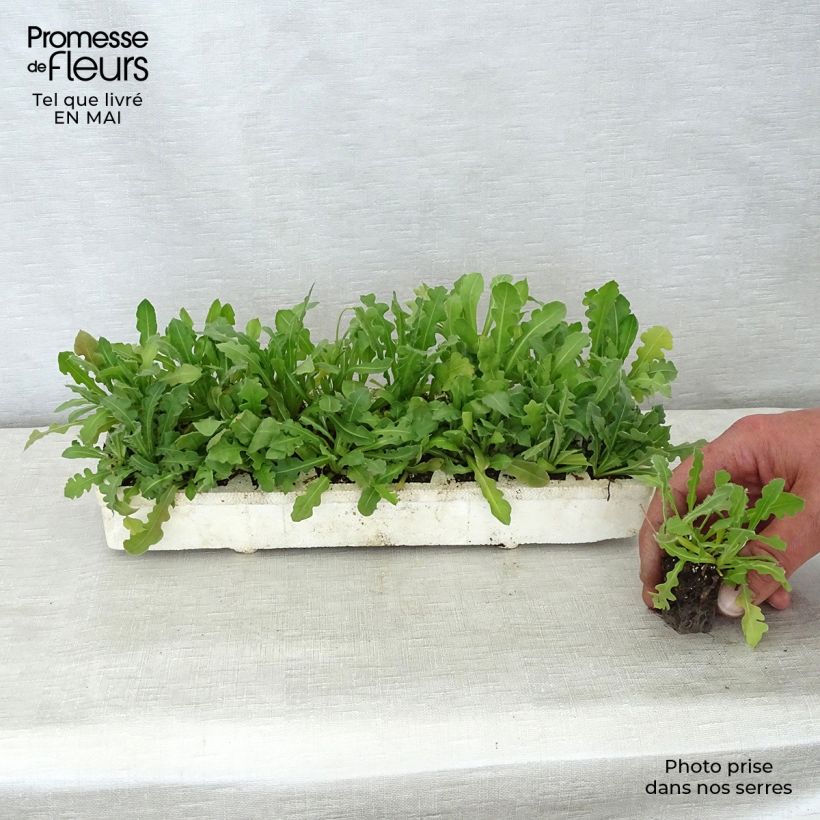 Exemplar von Geflügelter Strandflieder Forever Mix - Limonium Jardi-Plug: Wurzelballen 3,8 cm x 3,2 cm in Anzuchtplatte à 15 Stück. wie im Frühjahr geliefert